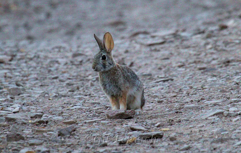 Cottontail 2011_07_17_1674.jpg